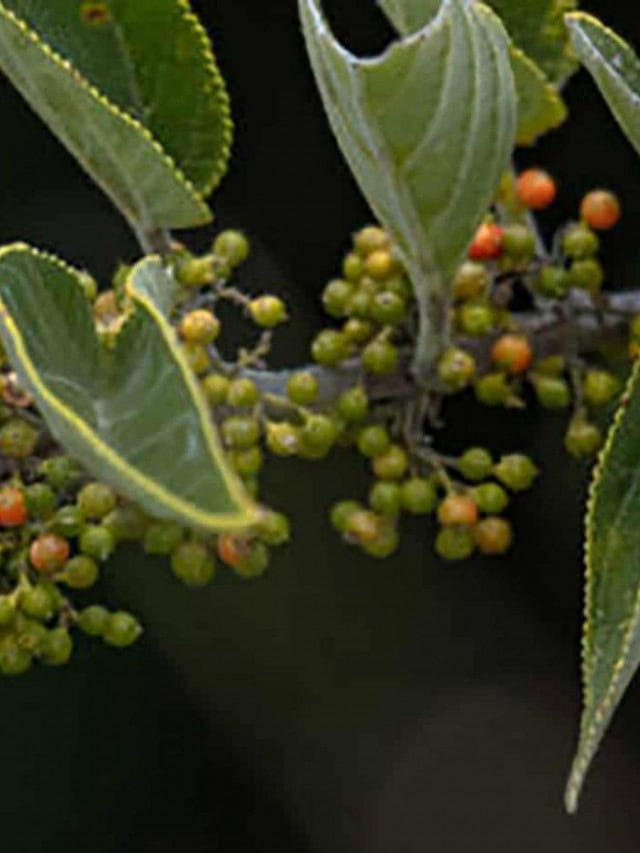 Nova fonte de canabidiol é descoberta em planta presente no Brasil - Olhar Digital