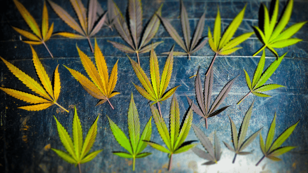 Novo canabinoide é descoberto e reforça potencial da maconha no tratamento do câncer infantil