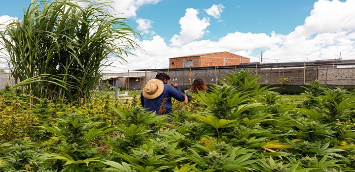 Os empregos mais bem pagos da indústria bilionária de cannabis nos EUA – Portal Viu