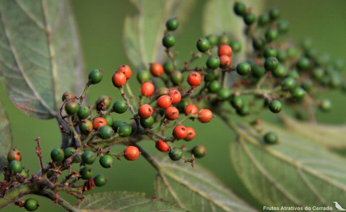 Pesquisadores brasileiros identificam canabidiol em planta nativa sem THC