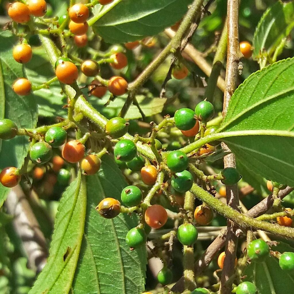 Pesquisadores da UFRJ encontram o canabidiol, o principal ativo da maconha, em arbusto comum do Brasil