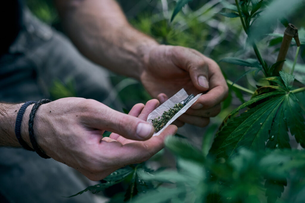 Planta muito comum no Brasil possui componente da maconha