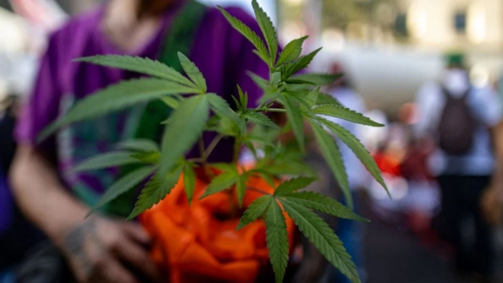 Produtos à base de Cannabis são liberados pela Justiça em farmácia de manipulação