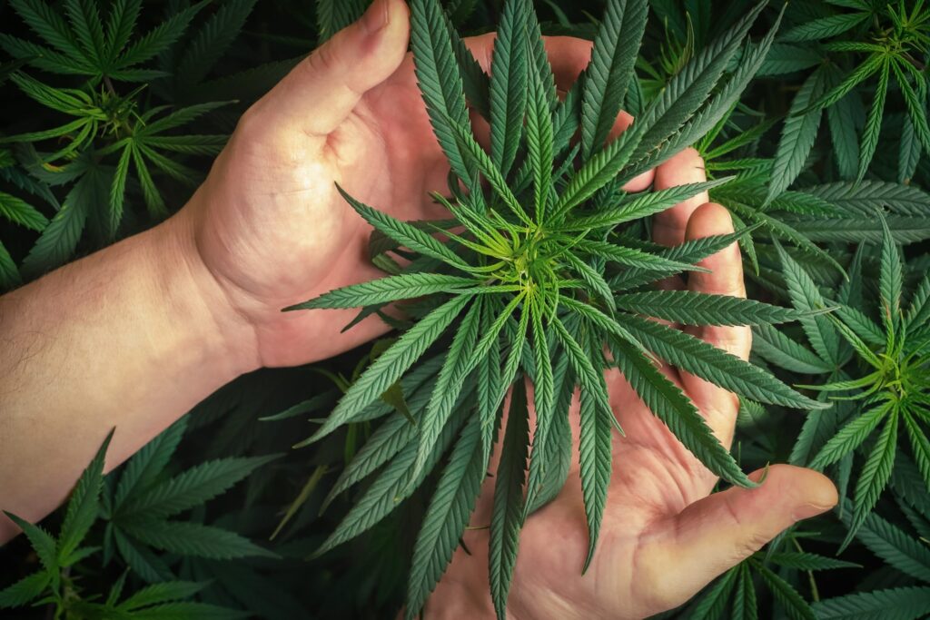 Rastreabilidade da cannabis: do solo ao frasco