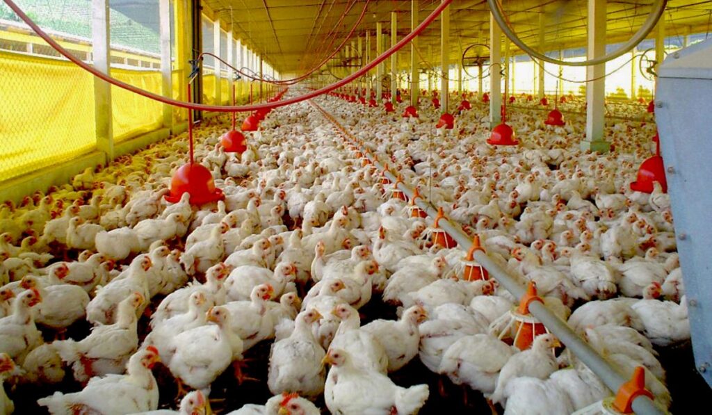 SC investiga quatro casos suspeitos de gripe aviária