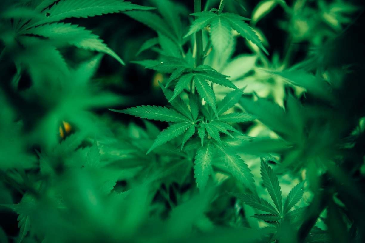 STJ autoriza cultivo de maconha para fins medicinais • Marília Notícia