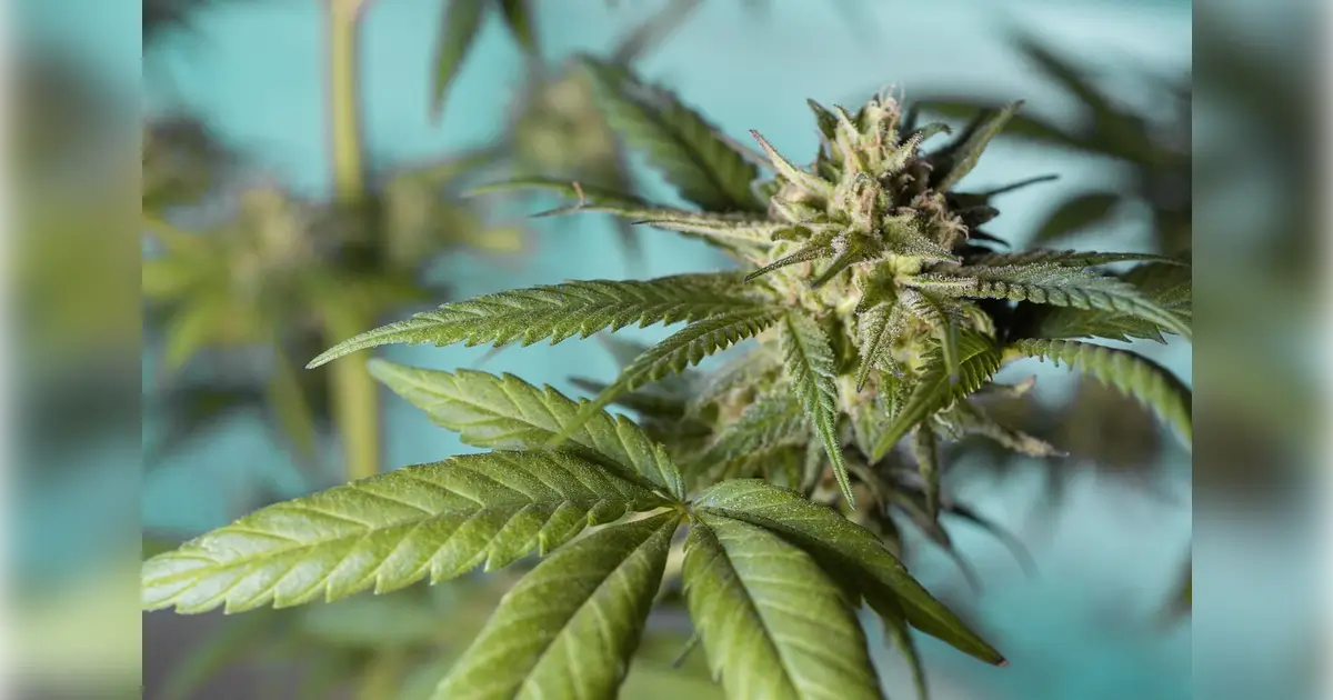 SUS da Bahia vai oferecer medicamentos à base de canabidiol