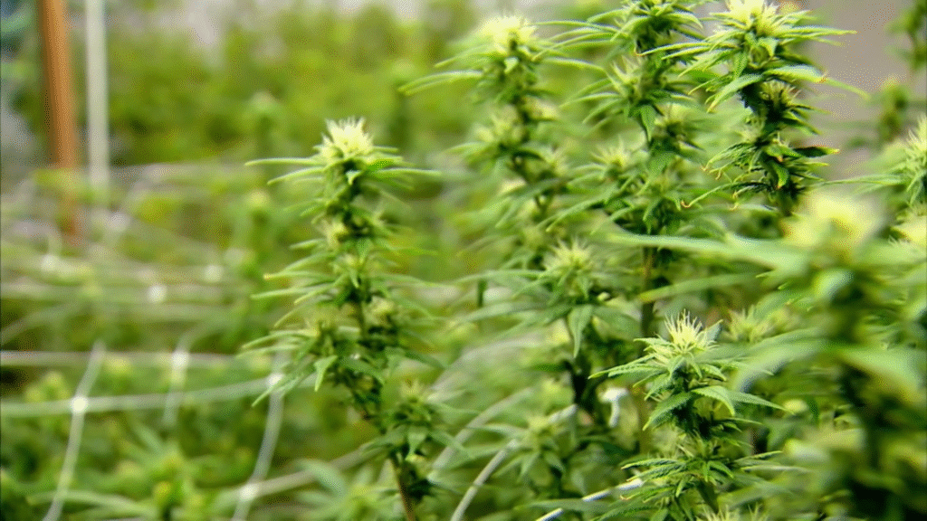 Uso do canabidiol no tratamento de doenças ganha espaço e provoca debate sobre cultivo medicinal