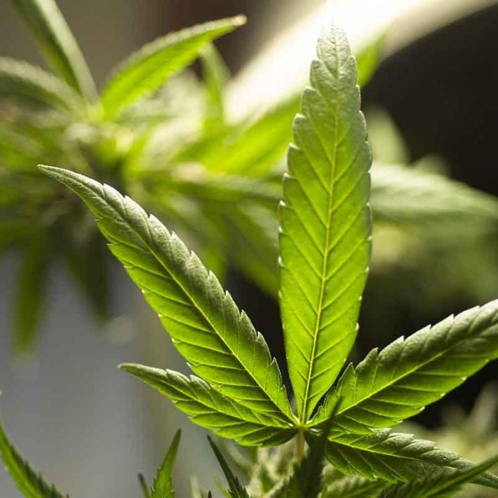 Uso excessivo de cannabis afeta a memória - Estado de Minas