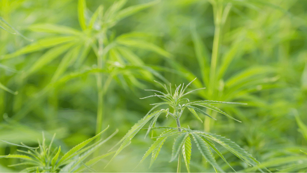 a planta que não entorpece, mas pode curar e construir