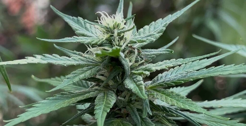especialistas pedem mudança na regra de uso medicinal