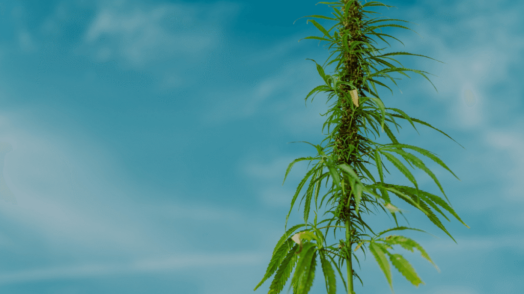 por que o Brasil precisa avançar na regulamentação da cannabis medicinal