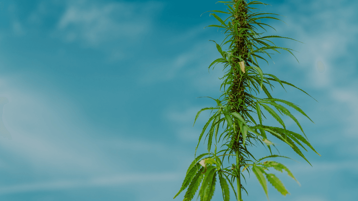 por que o Brasil precisa avançar na regulamentação da cannabis medicinal