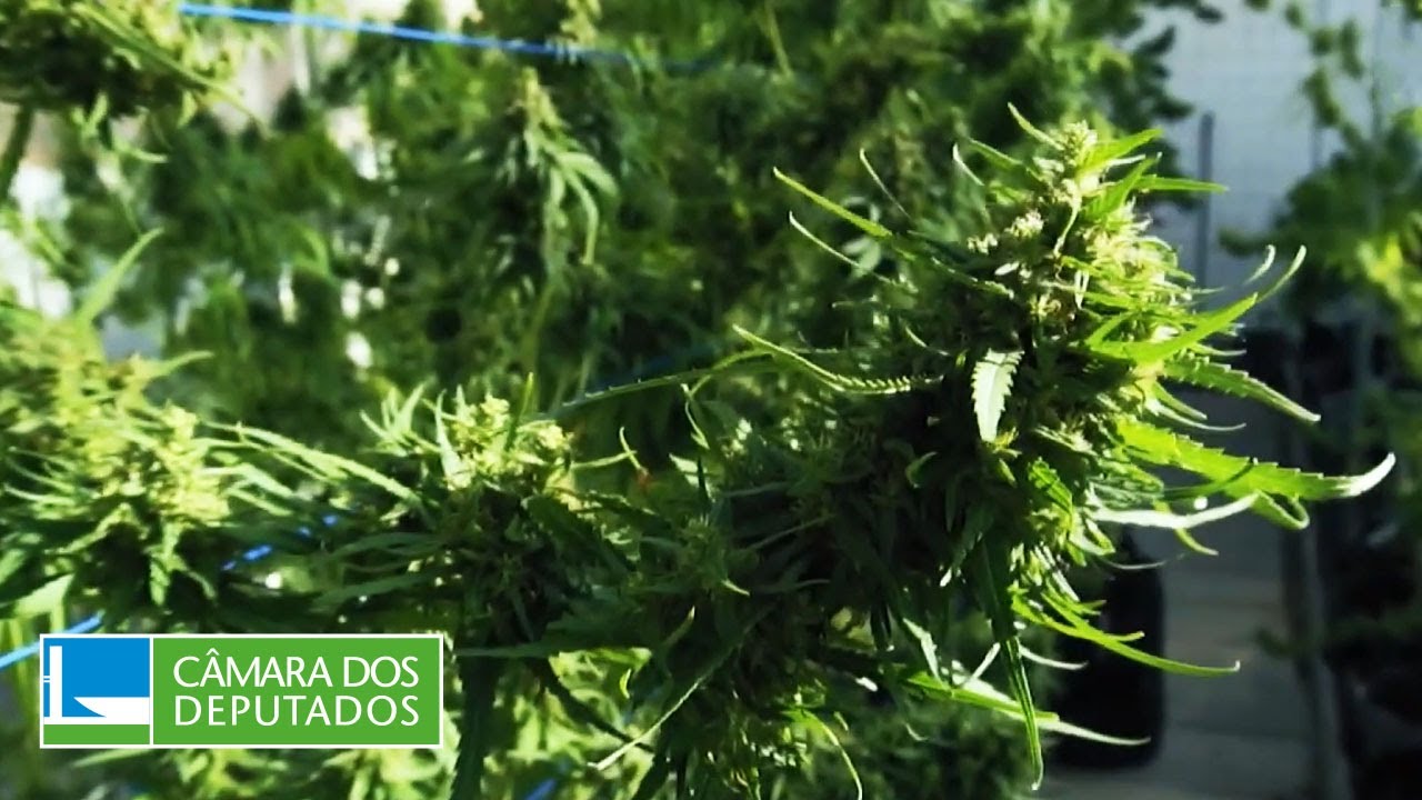 Comissão aprova projeto que facilita acesso de pessoas com deficiência a remédios à base de canabidiol