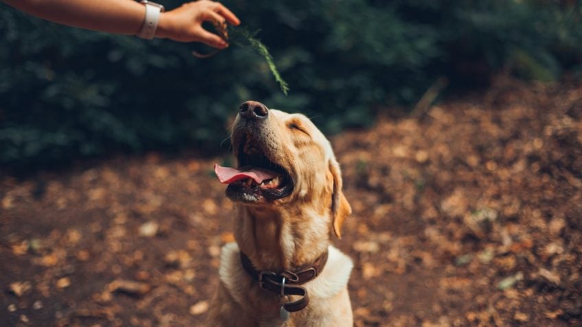 Anita Krepp | Novo estudo brasileiro mostra cannabis efetiva para dor em pets