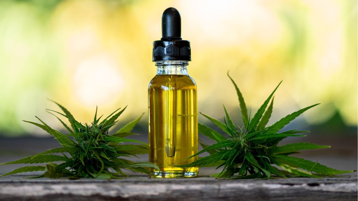 Câmara aprova distribuição de cannabis medicinal e sanção está a caminho
