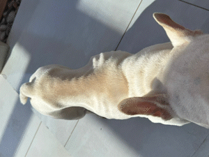 Canabidiol revoluciona vida de bulldog com câncer terminal; veja resultado