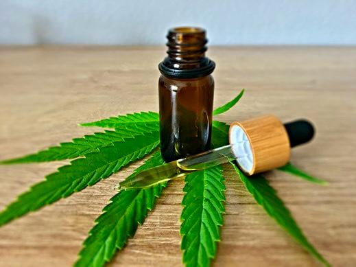 Consulta pública da Anvisa para regulamentar a cannabis acaba nesta segunda