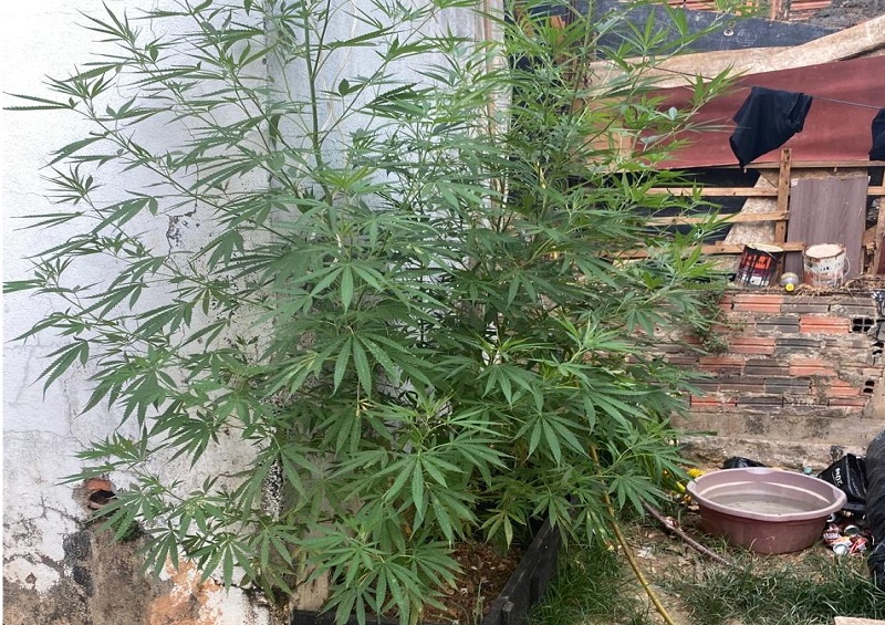 Cultivo de maconha para tratamento é liberado pela Justiça para paciente tetraplégico em MT