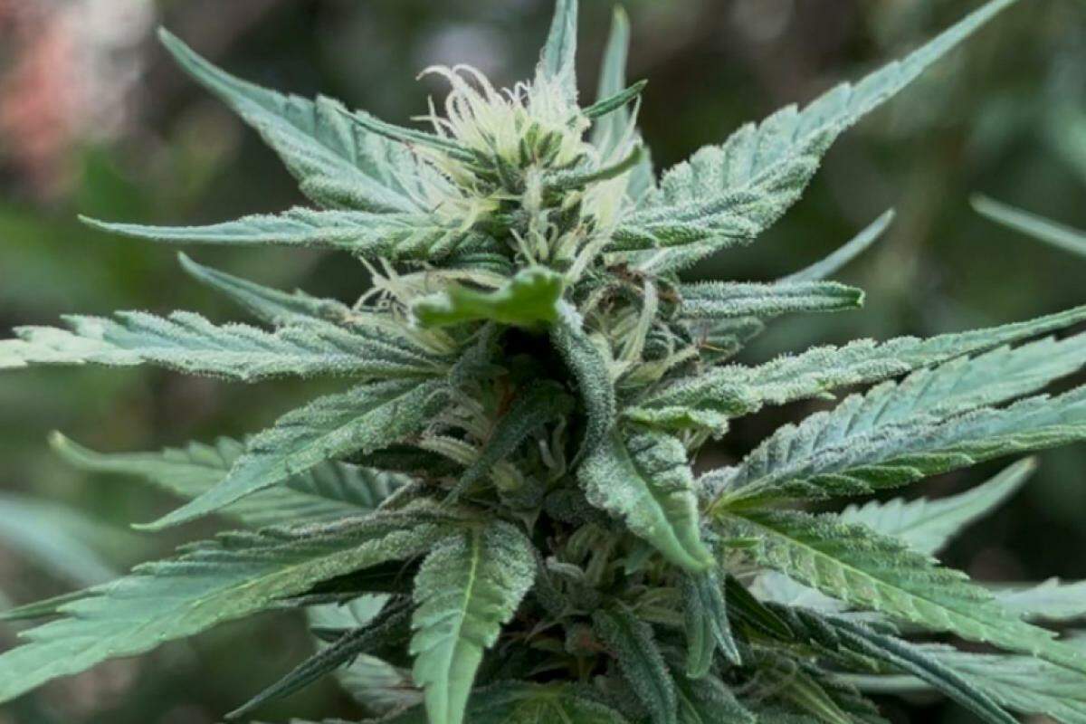Especialistas sugerem mudanças no uso medicinal da cannabis