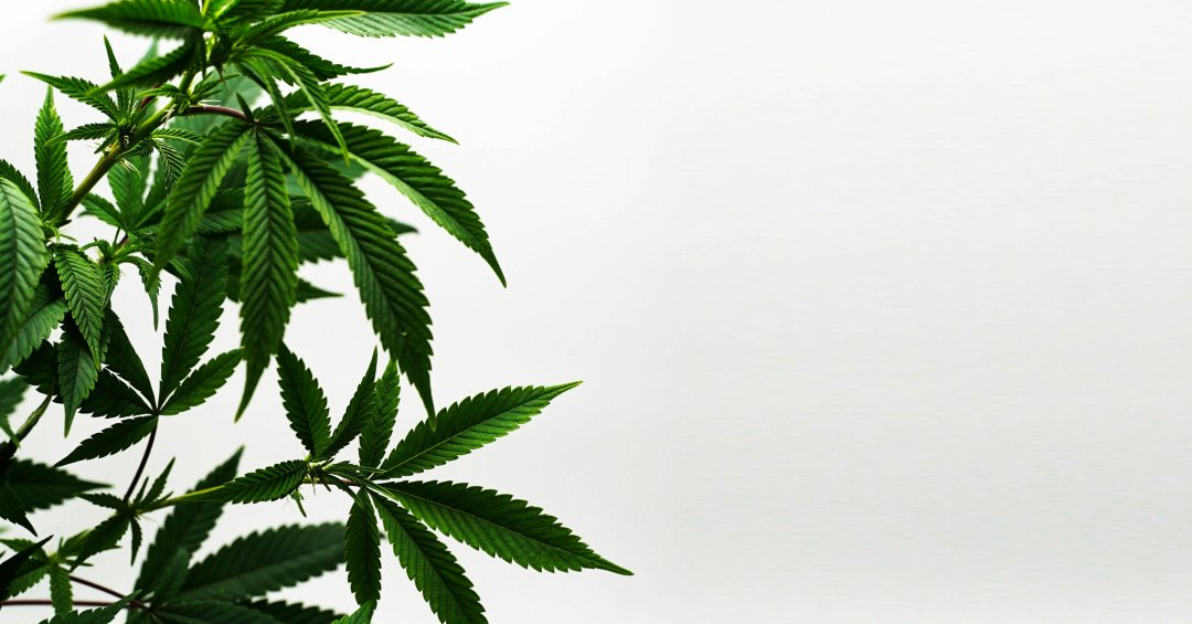 Estudo confirma o principal uso da cannabis...