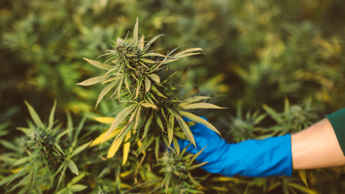 Estudo revela caminhos para cepas de cannabis sob medida para pacientes e usuários