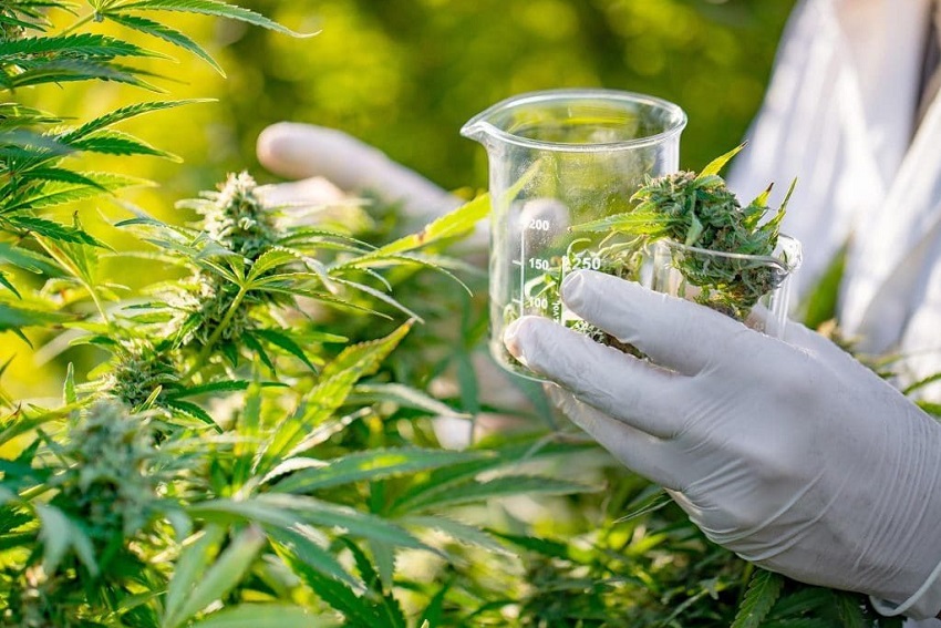 Evento discute casos reais de dor crônica tratados com Cannabis Medicinal
