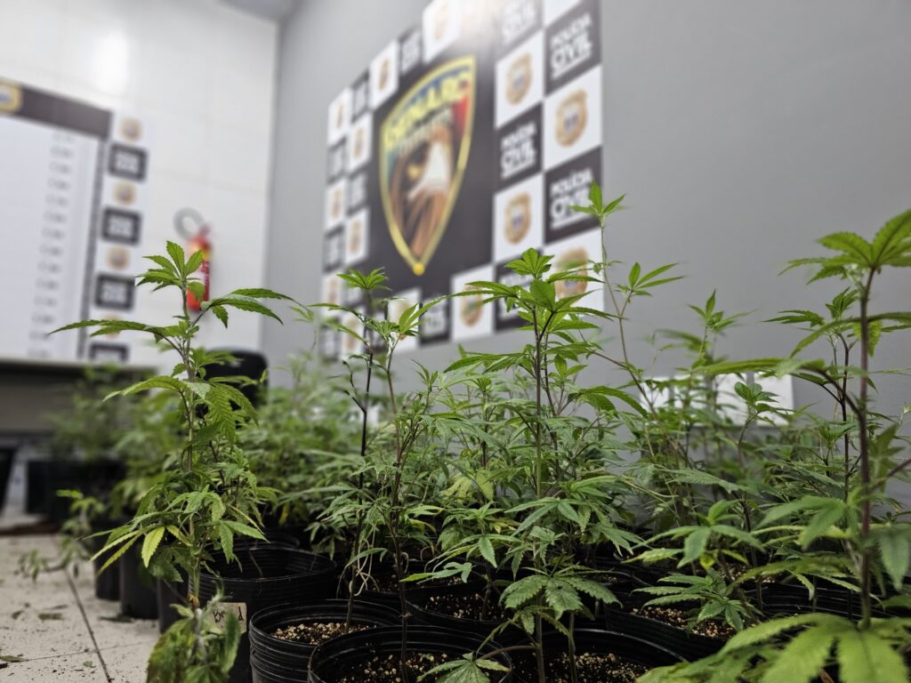 Homem com permissão para cultivar maconha tem propriedade desativada pela polícia em Camaragibe, na RMR