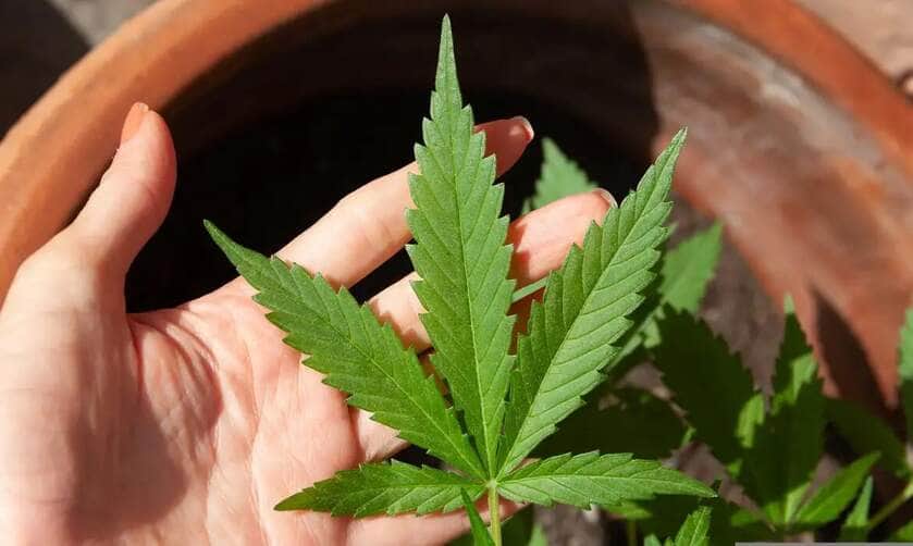 Justiça Federal de Mato Grosso permite cultivo caseiro de maconha para fins medicinais