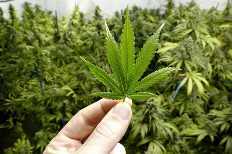 Justiça autoriza família plantar maconha em casa para tratamento em MT