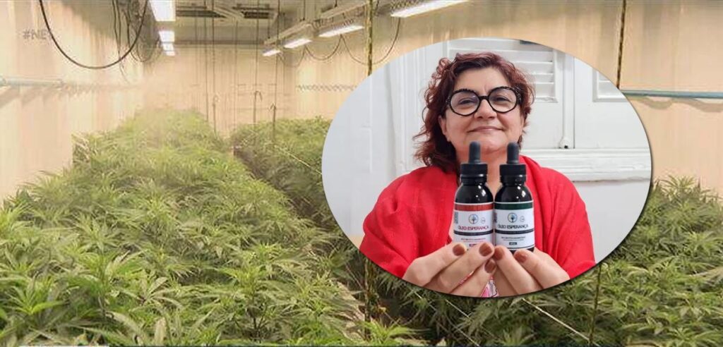 Luta pelo acesso: Recife avança na distribuição de medicamentos à base de cannabis pelo SUS