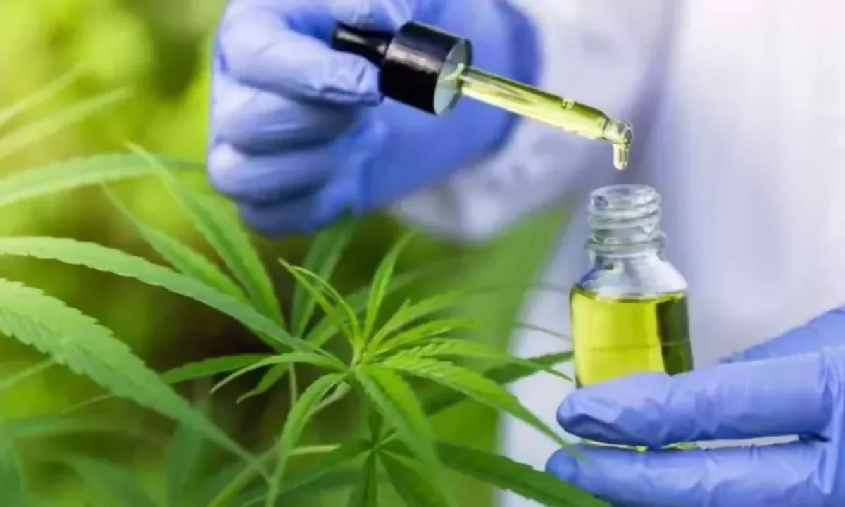 "Medicamento à base de cannabis” - como é detectado no exame?