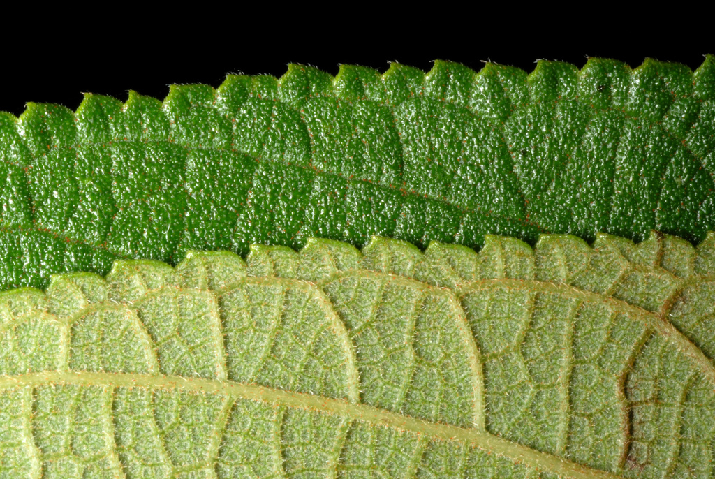 Planta nativa e comum no Brasil pode ser nova fonte legal de canabidiol