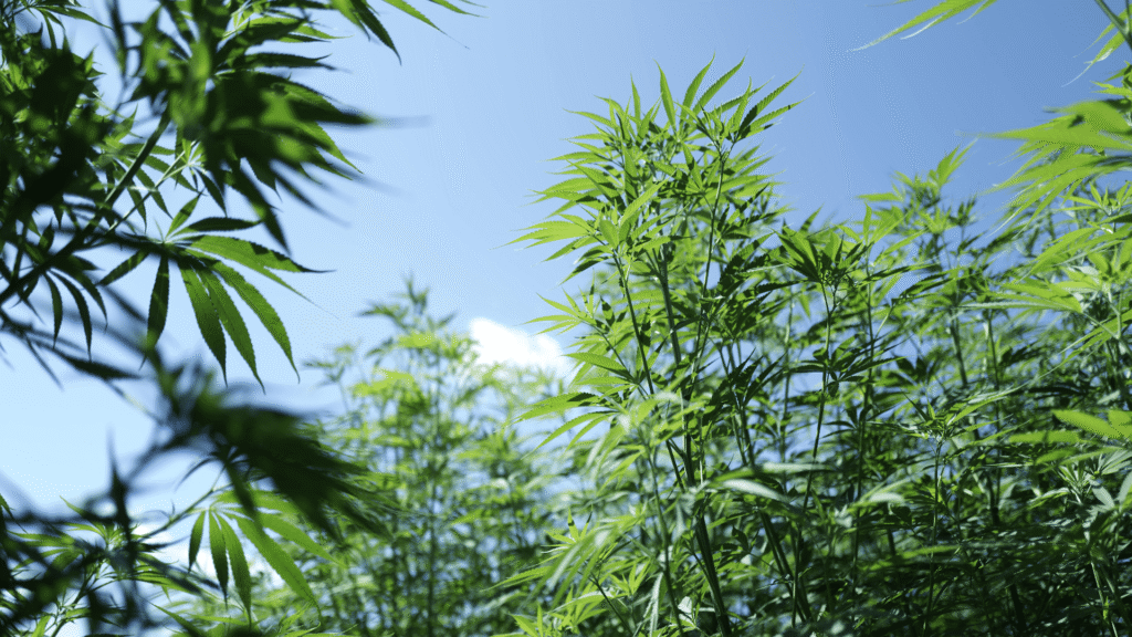 Projeto busca uso integral da cannabis para reduzir o desperdício