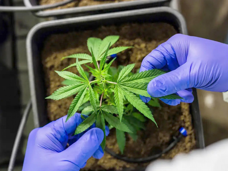 Projeto sobre cannabis medicinal será apreciado em extraordinária