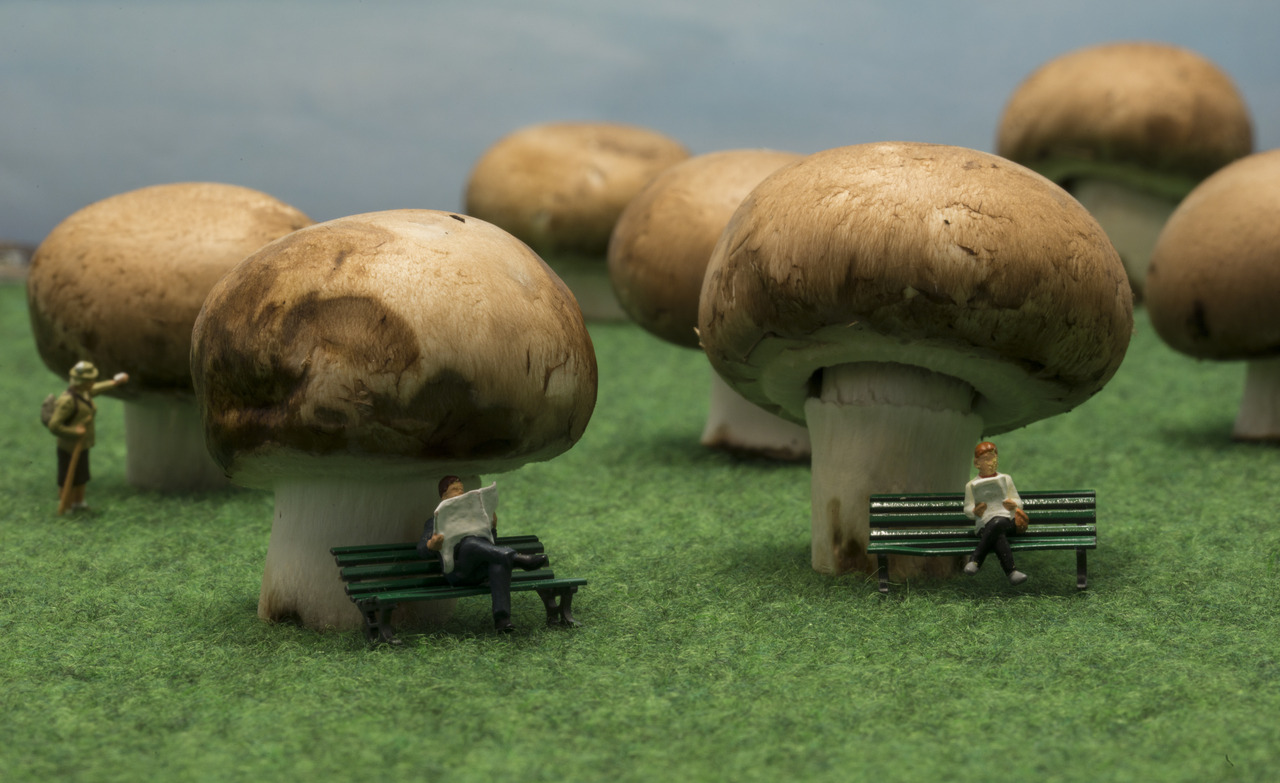 Psilocibinos: cogumelos mágicos e sua conexão com a cannabis