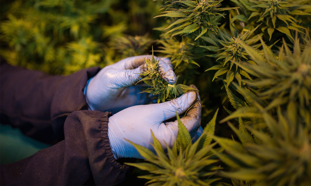 STJ prorroga o prazo para regulamentação do cultivo medicinal da cannabis por empresas – CartaCapital