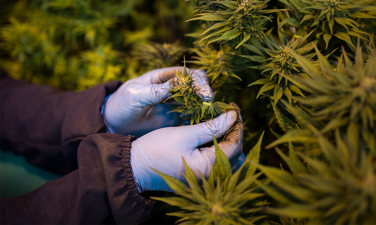 STJ prorroga o prazo para regulamentação do cultivo medicinal da cannabis por empresas – CartaCapital
