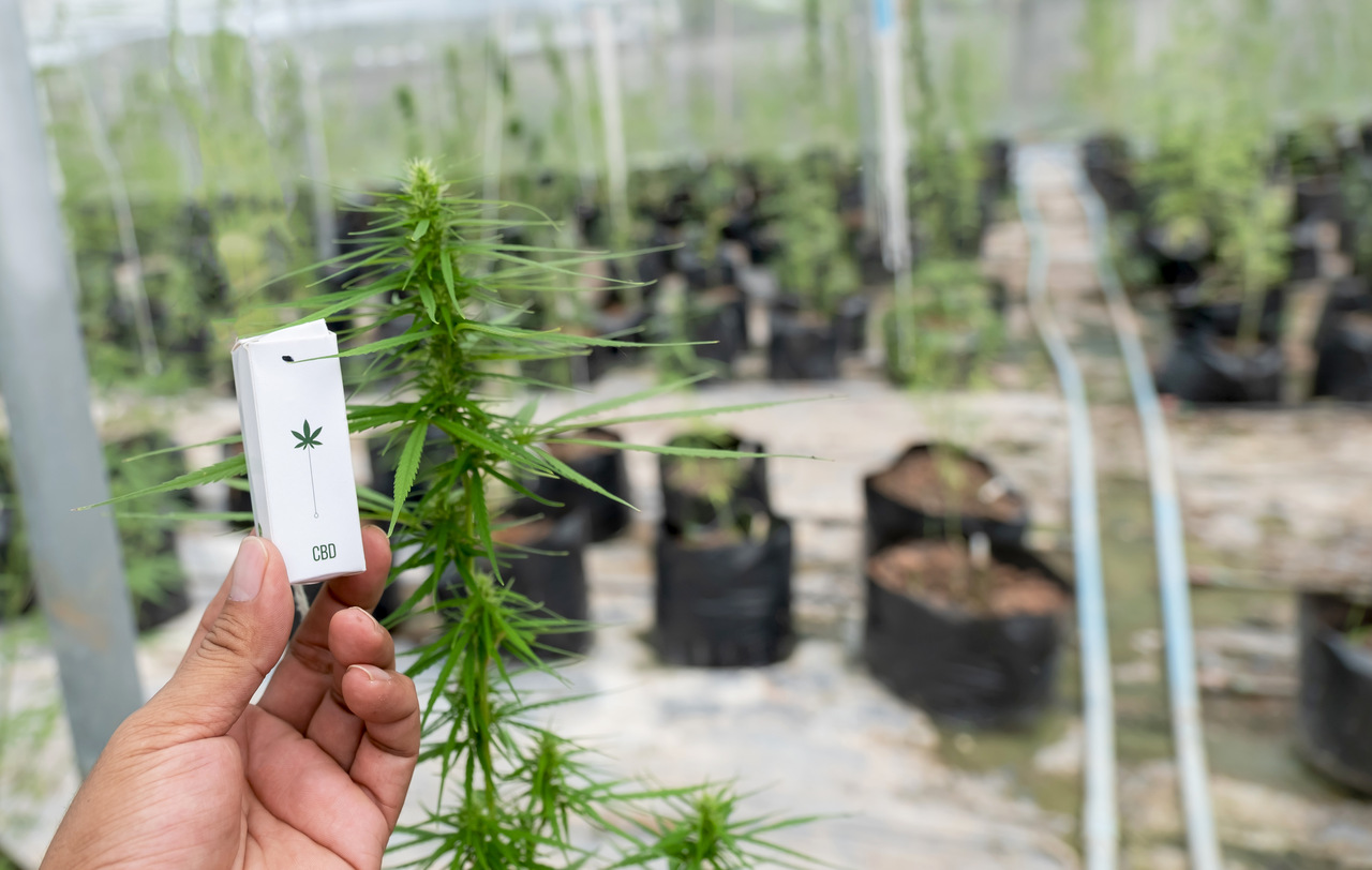 STJ prorroga prazo para regulamentação do cultivo de cannabis