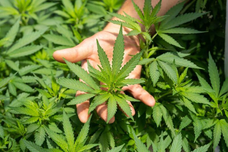 SUS poderá oferecer remédios à base de maconha para pessoas com deficiência | VGN
