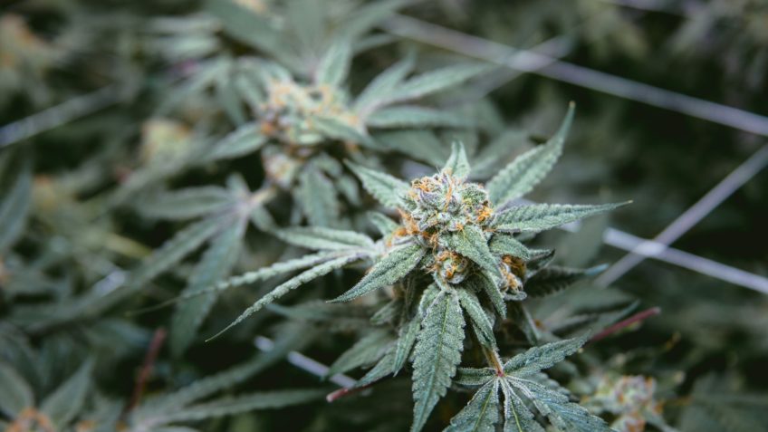 Tailândia inicia processo para recriminalizar cannabis e ameaça setor
