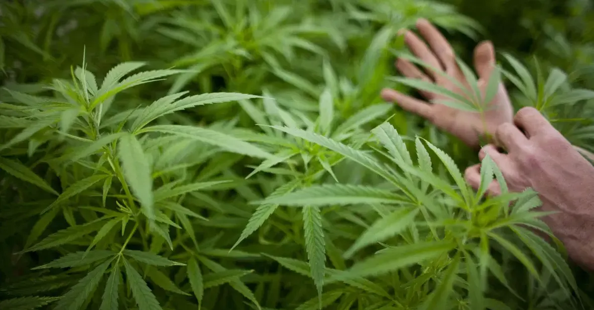 Uso da cannabis medicinal ainda enfrenta barreiras no Brasil