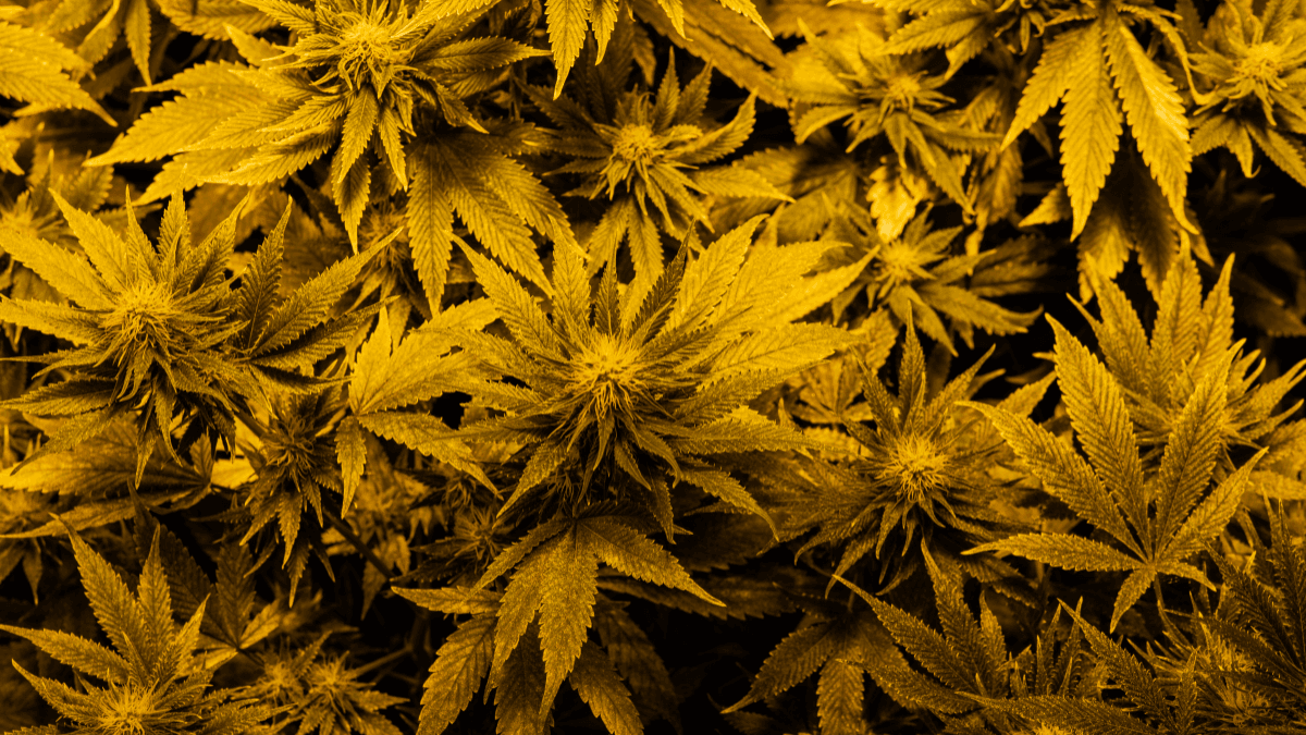 Veja os benefícios do uso medicinal da cannabis na saúde mental