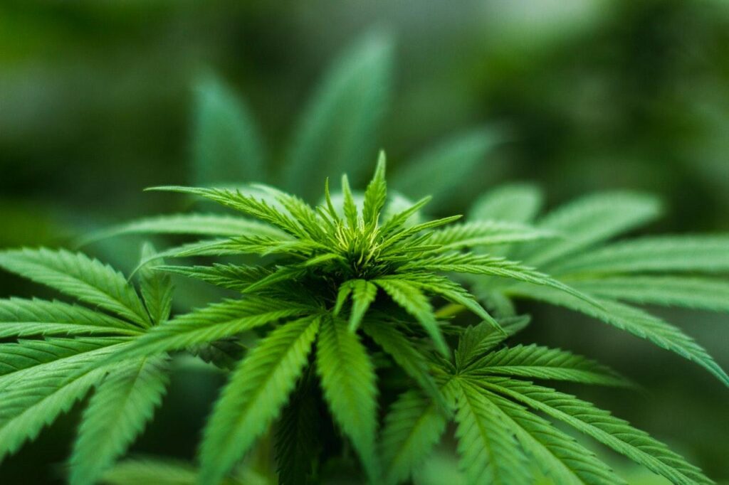 Especialistas defendem regulamentação da cannabis medicinal em Minas