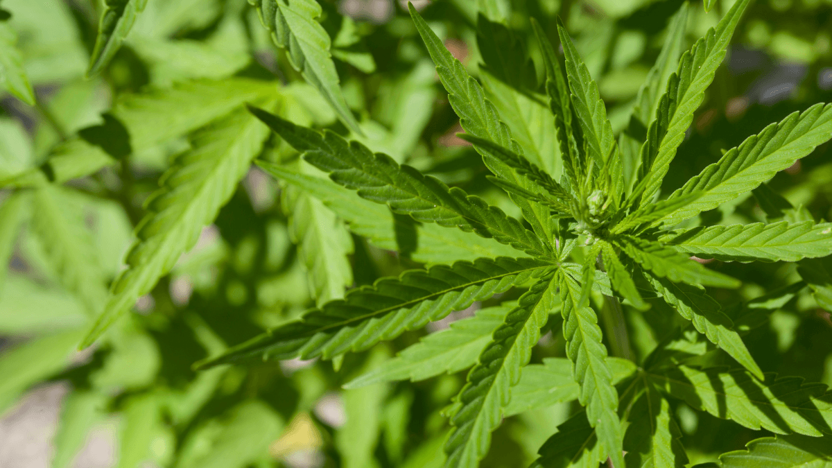 Afinal, a cannabis é psicodélica?