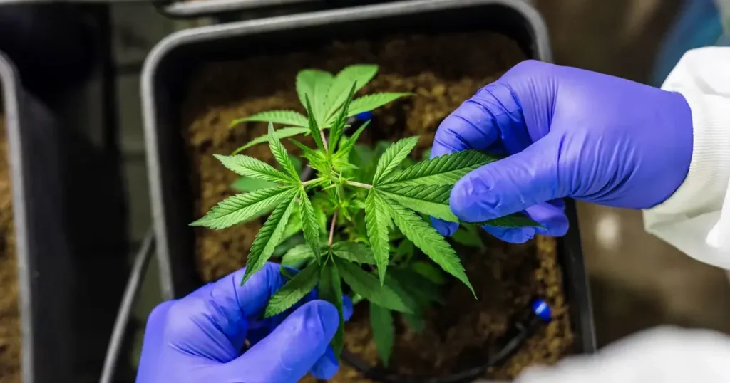 Alagoas regulamenta fornecimento gratuito de medicamentos à base de cannabis pelo SUS