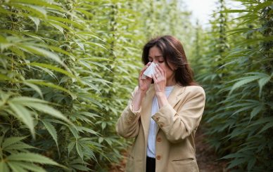 Alergia à cannabis: raro, mas possível no uso medicinal