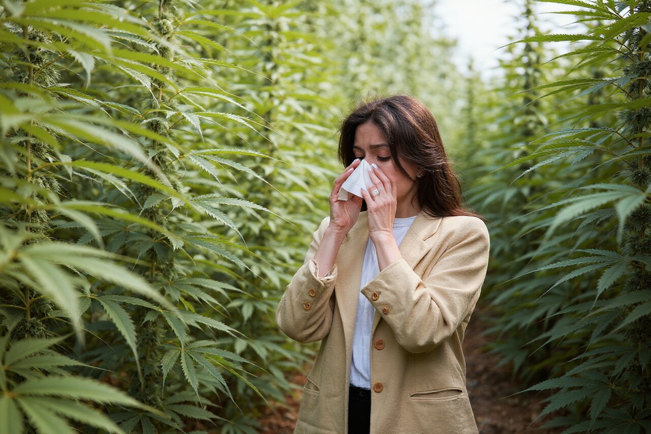 Alergia à cannabis: raro, mas possível no uso medicinal