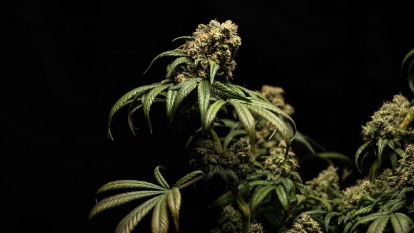 Anita Krepp | “Fantástico”, show de desinformação sobre cannabis
