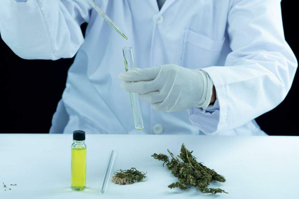 Brasil registra primeiro medicamento à base de cannabis com aprovação completa da Anvisa